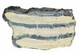 Mammoth Molar Slice with Case - South Carolina #165107-1